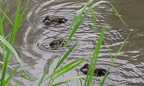 Водоохранная зона